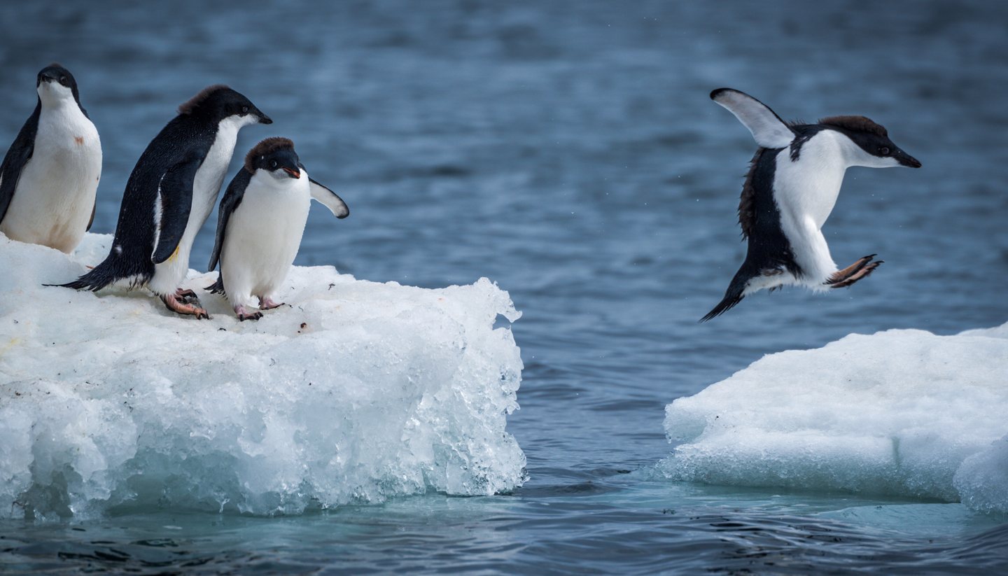 Antarktis - Think-Antarctica-Penguin-518680544-Nick-Dale-copy