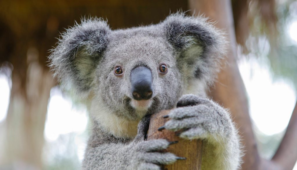 Australien - Think-Australia-Koala-528375169-plavevski-Copy