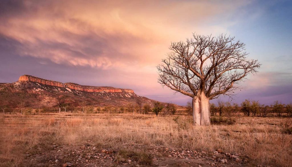 Western Australia - Kimberley Boab