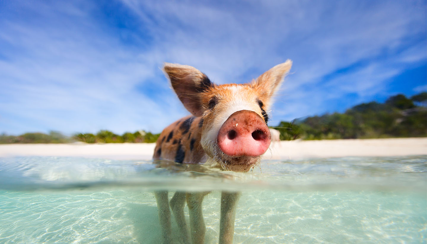 Bahamas - Think-Bahamas-Pig-467436773-shalamov-Copy