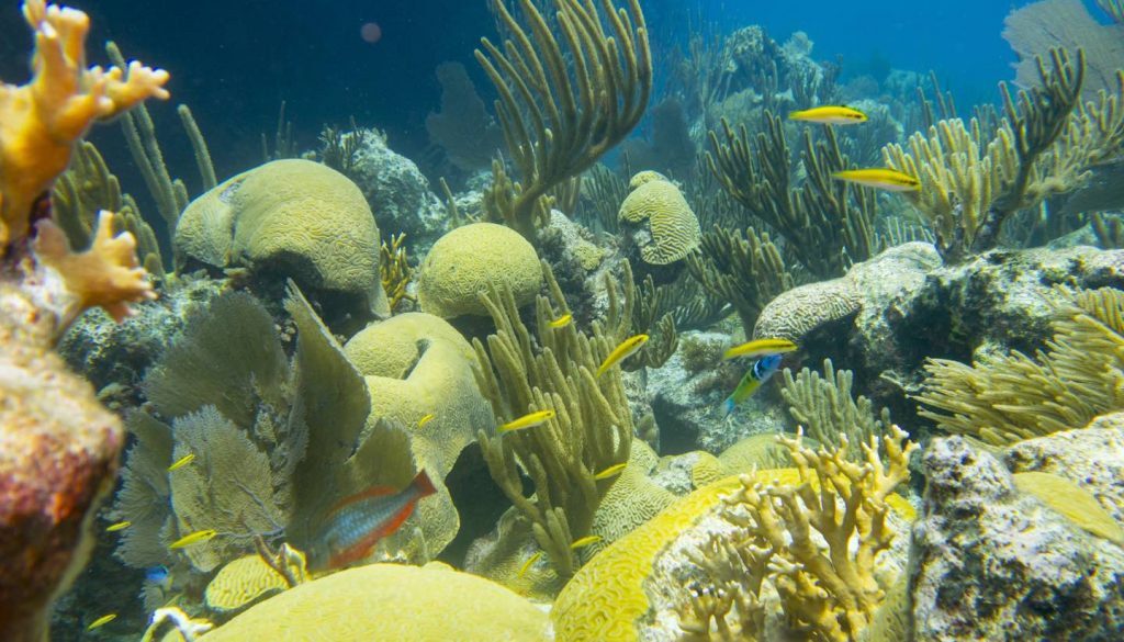 Bermuda - Coral Reef