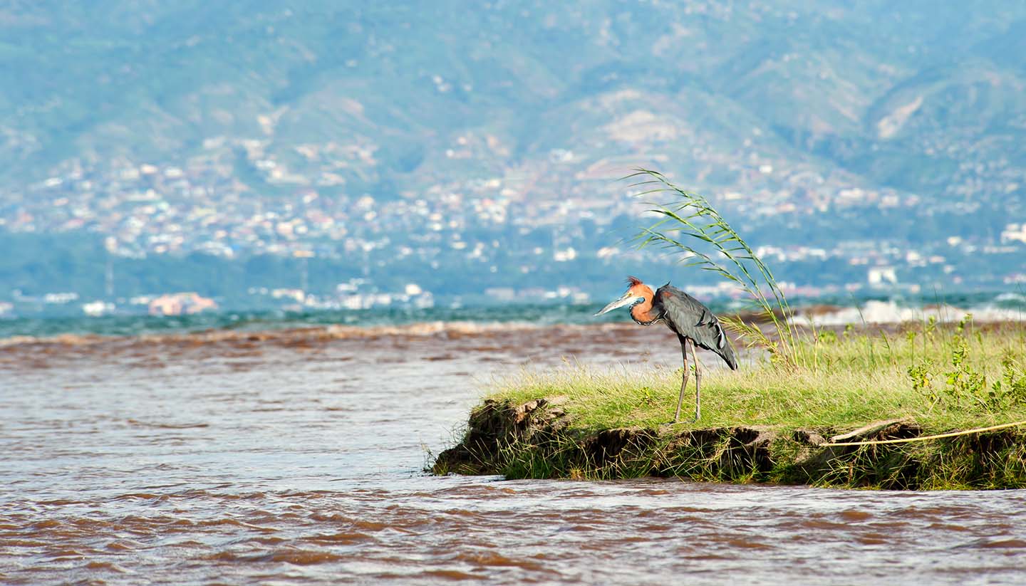 Burundi - Think-Burundi-RuziziRiver-GoliathHeron-157997717-guenterguni-Copy