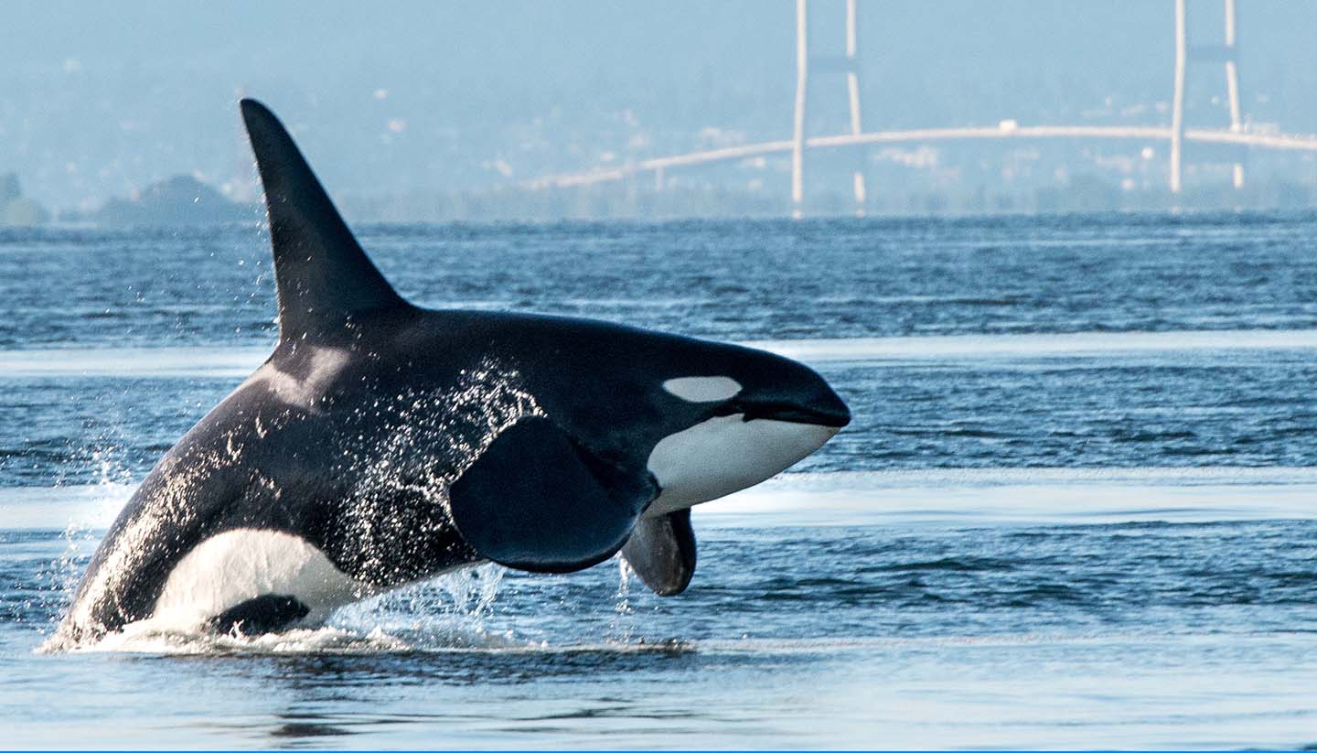 Kanada - Orca breaching in Vancouver Harbor