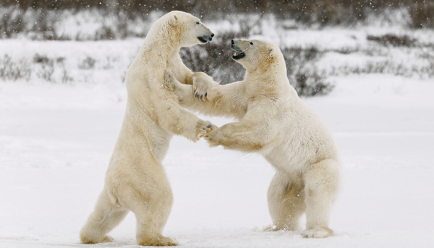 Nunavut - Two polar bears play fighting.