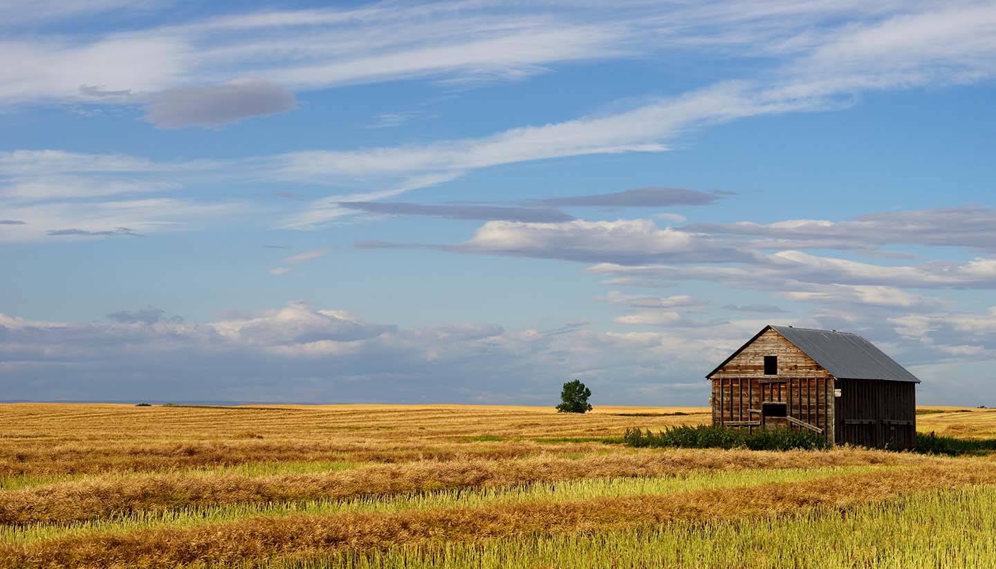 Saskatchewan - Canola Field