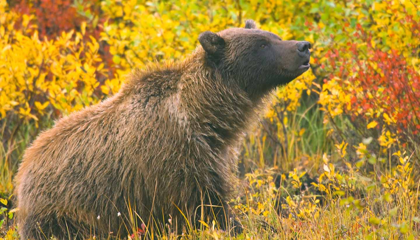 Yukon Territory - grizzly bear sow in yukon territory during autumn