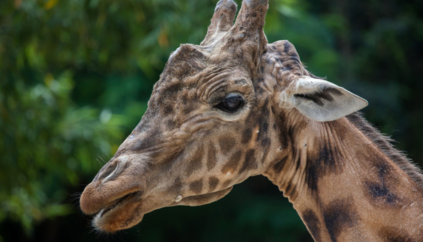 Zentralafrikanische Republik - Kordofan giraffe (Giraffa camelopardalis antiquorum)