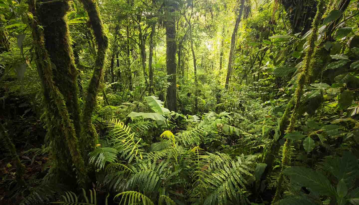 Costa Rica - Cloud forest from Costa Rica