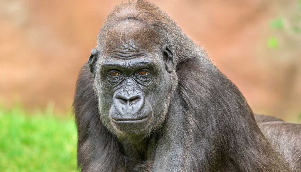 Gabun - Western lowland gorilla