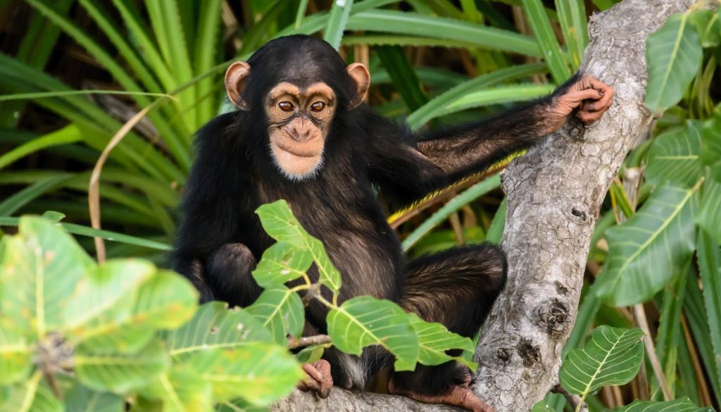 Gambia - mischievous chimp watching