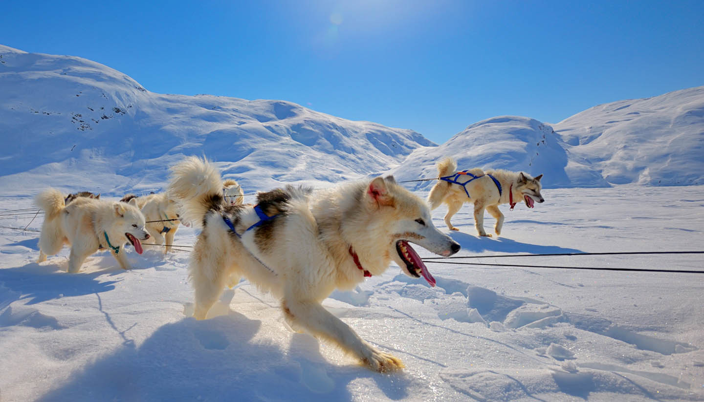 Grönland - Sled dogs  running in Greenland