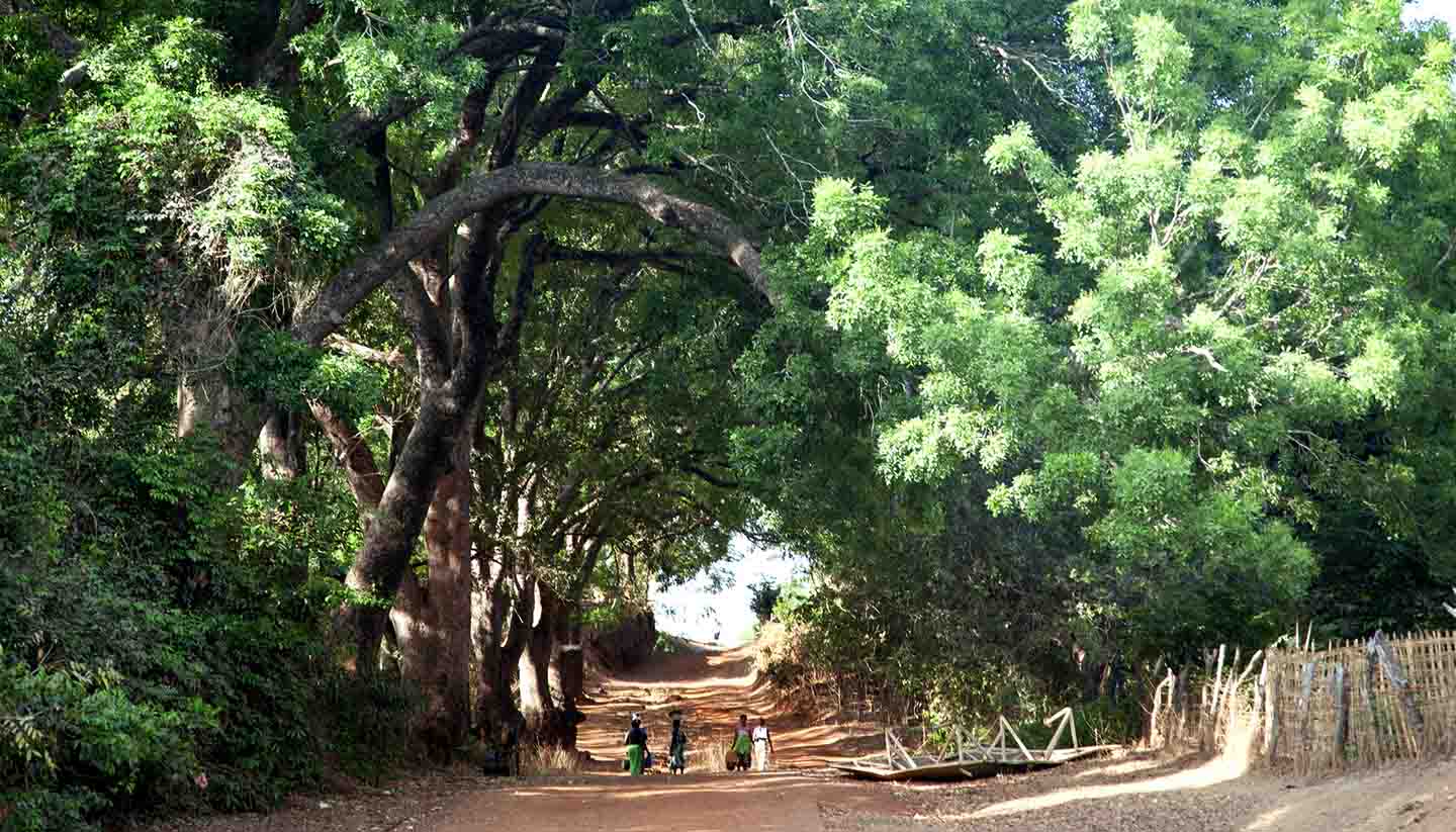 Guinea-Bissau - People walking on an african rural road and huge trees