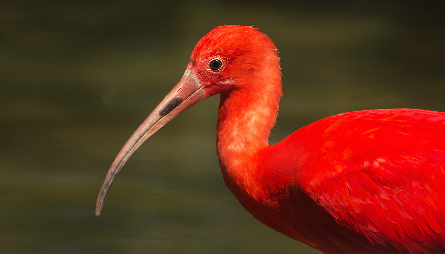 Guyana - Scarlet ibis (Eudocimus ruber)