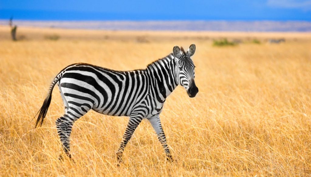 Kenia - Zebra