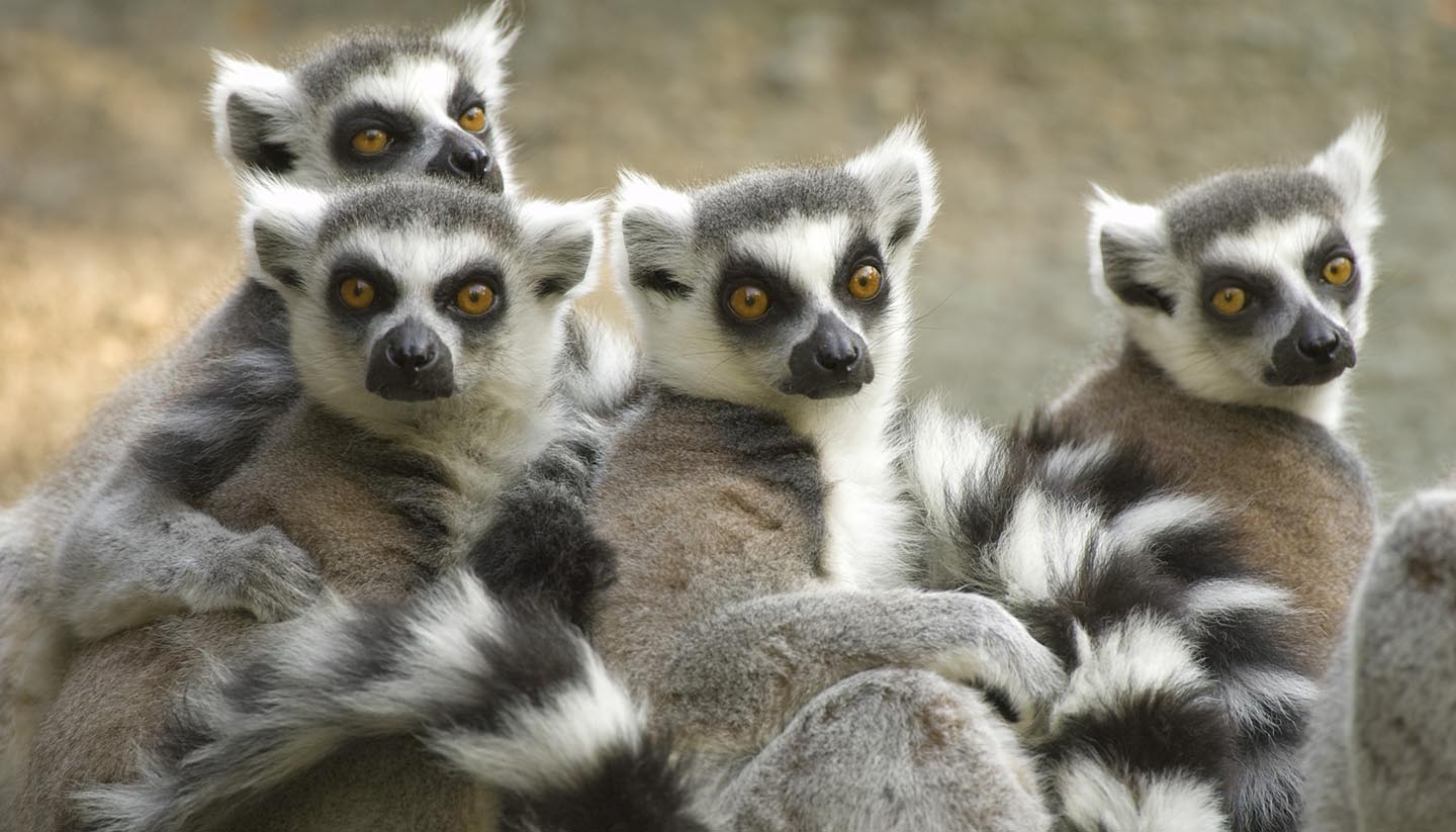 Madagaskar - Ring-tailed Lemurs