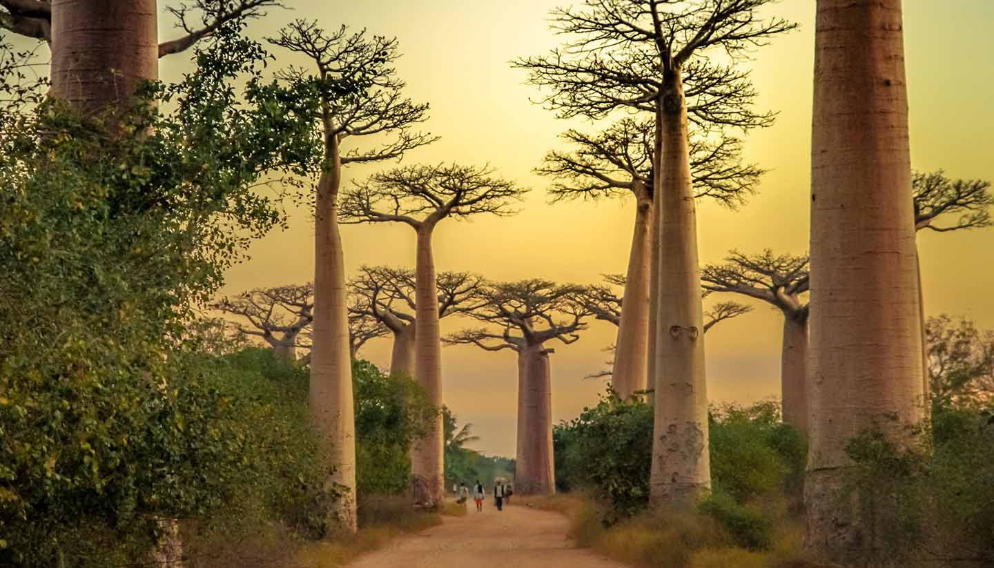 Madagaskar - Avenida de Baobab at sunset