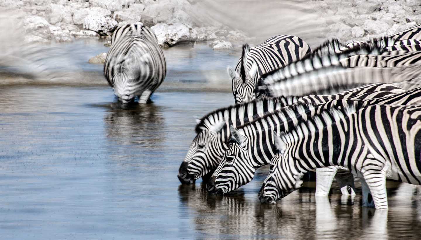 Malawi - Zebra motion