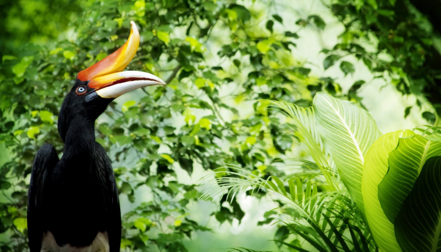 Malaysia - Hornbill