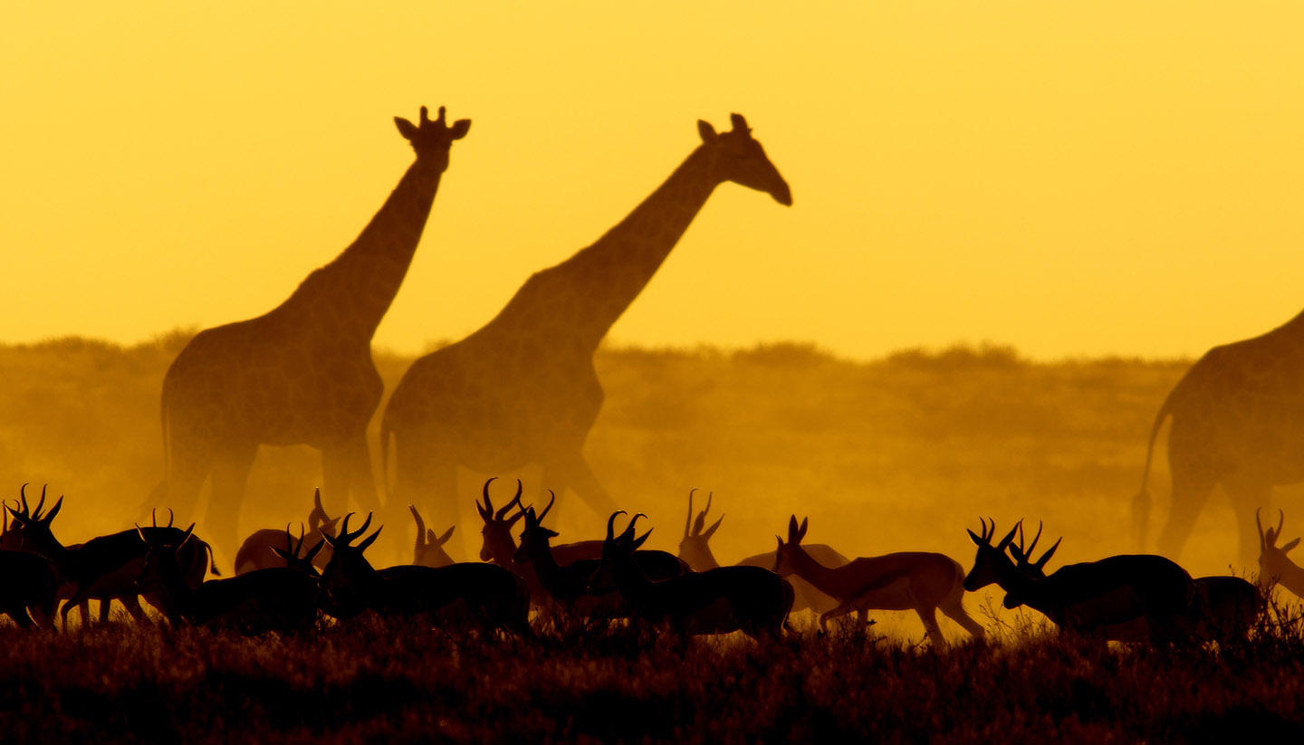 Namibia - Sunset scene in Etosha National Park, Namibia