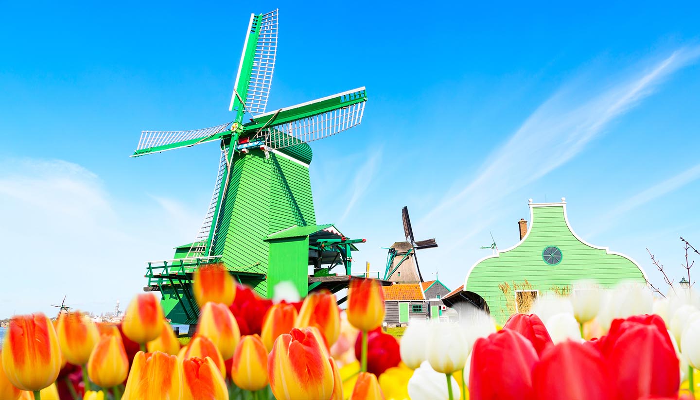 Niederlande - Holland background panorama with tulips and green windmill in traditional village in Holland