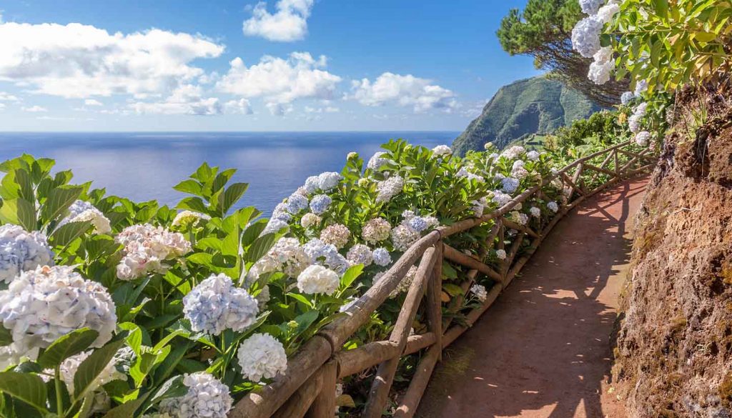 Azoren - Coastal path with hydrangea in Sao Miguel