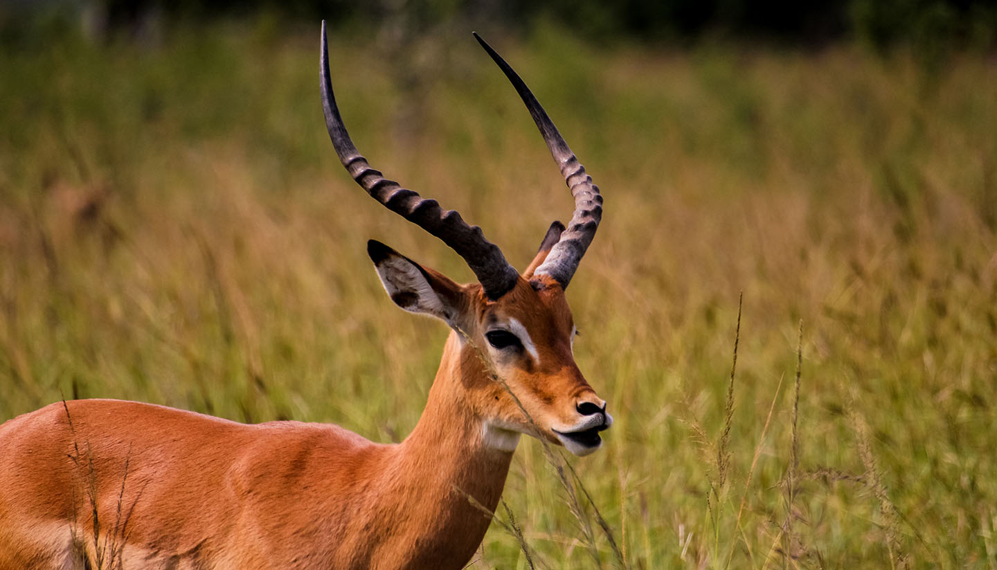 Ruanda - Akagera National park in Rwanda