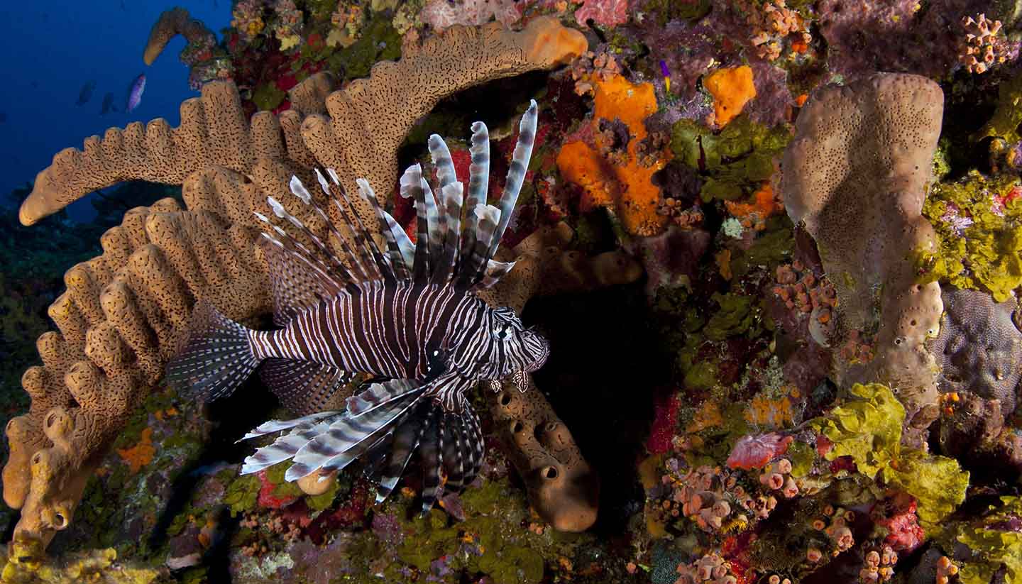 Saba - Invasive Lionfish in Saba