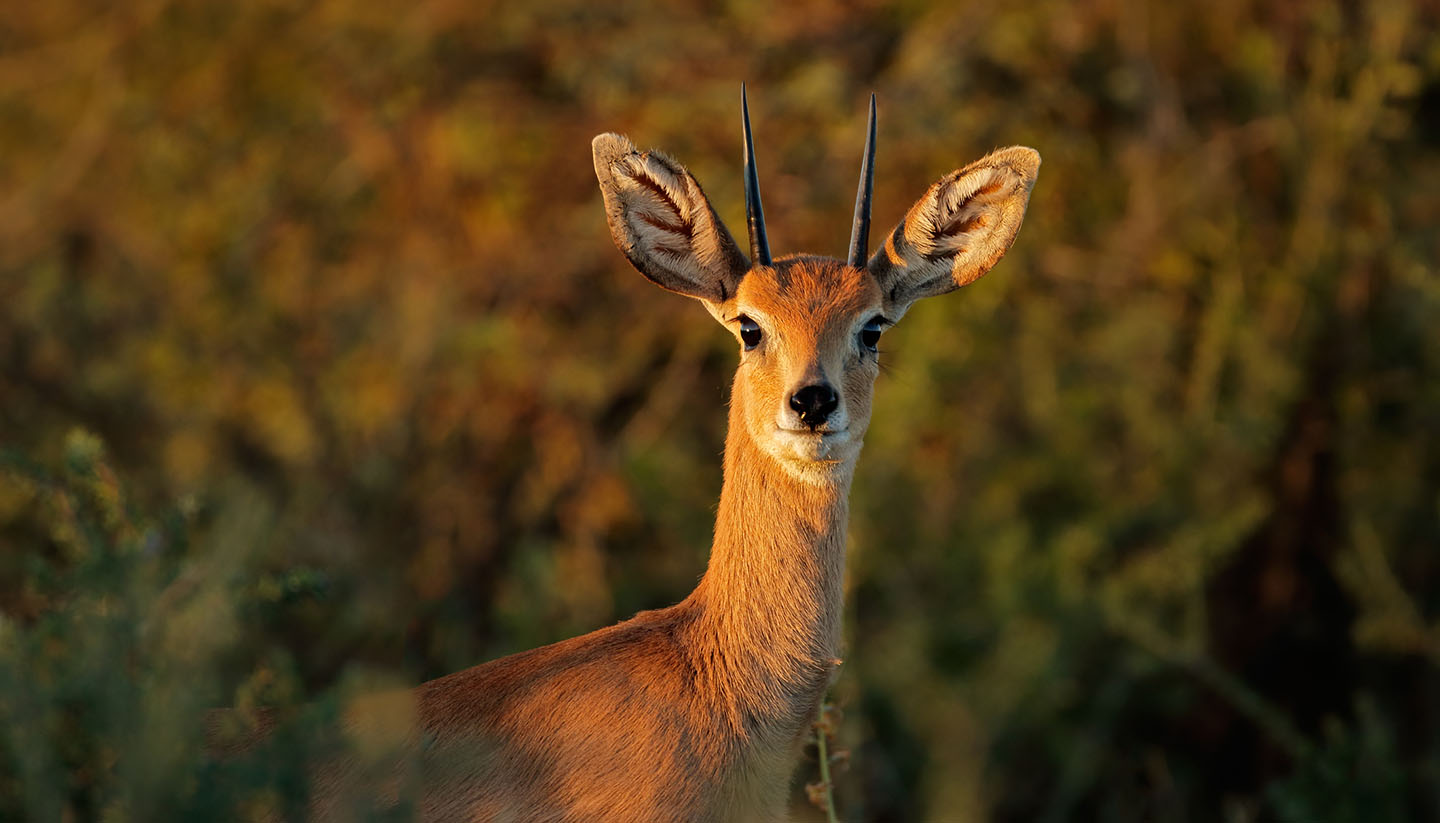 Südafrika - Portrait of a male steenbok antelope, South Africa