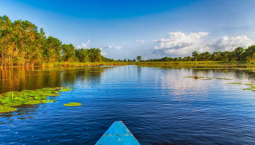 Suriname - Matapica Swamp