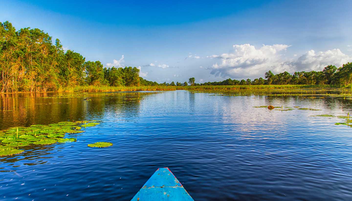 Suriname - Matapica Swamp