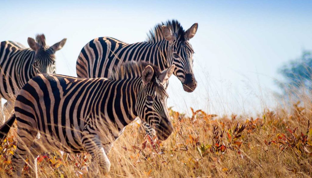 Eswatini - Running zebra