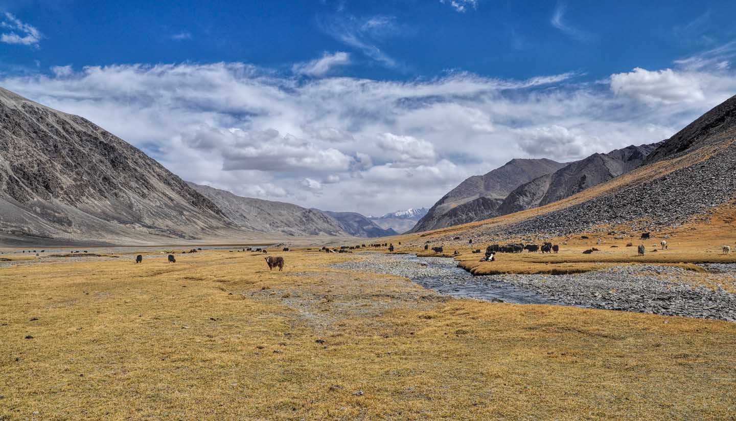 Tadschikistan - Yaks in Tajikistan