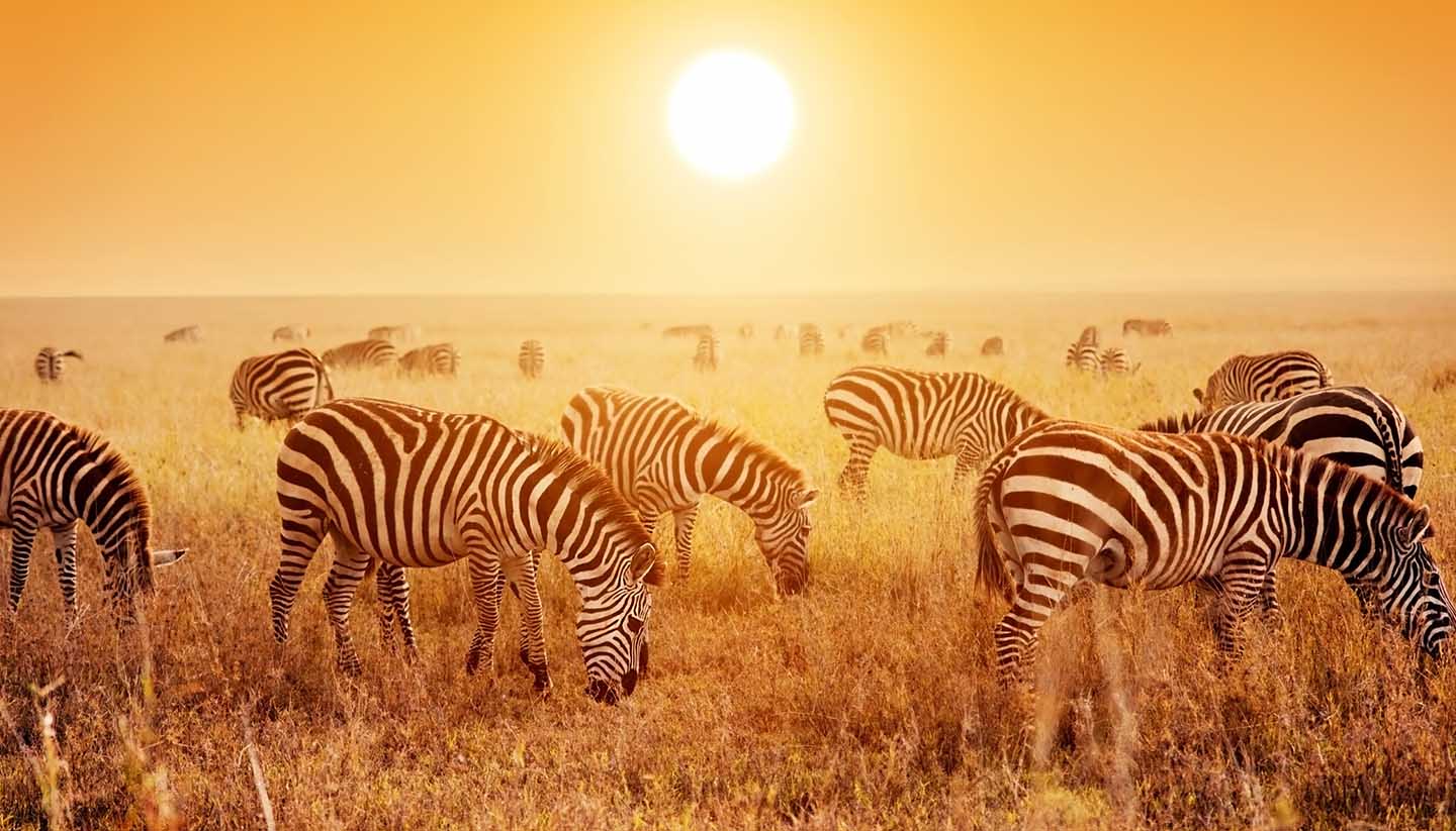 Tansania - Zebras herd on African savanna at sunset.