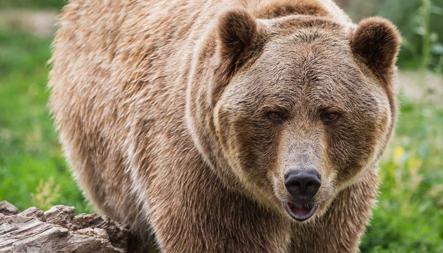 Alaska - close up bear