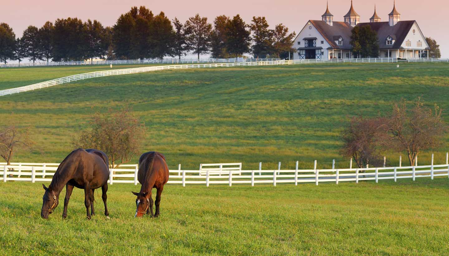 Kentucky - Horses on the Farm