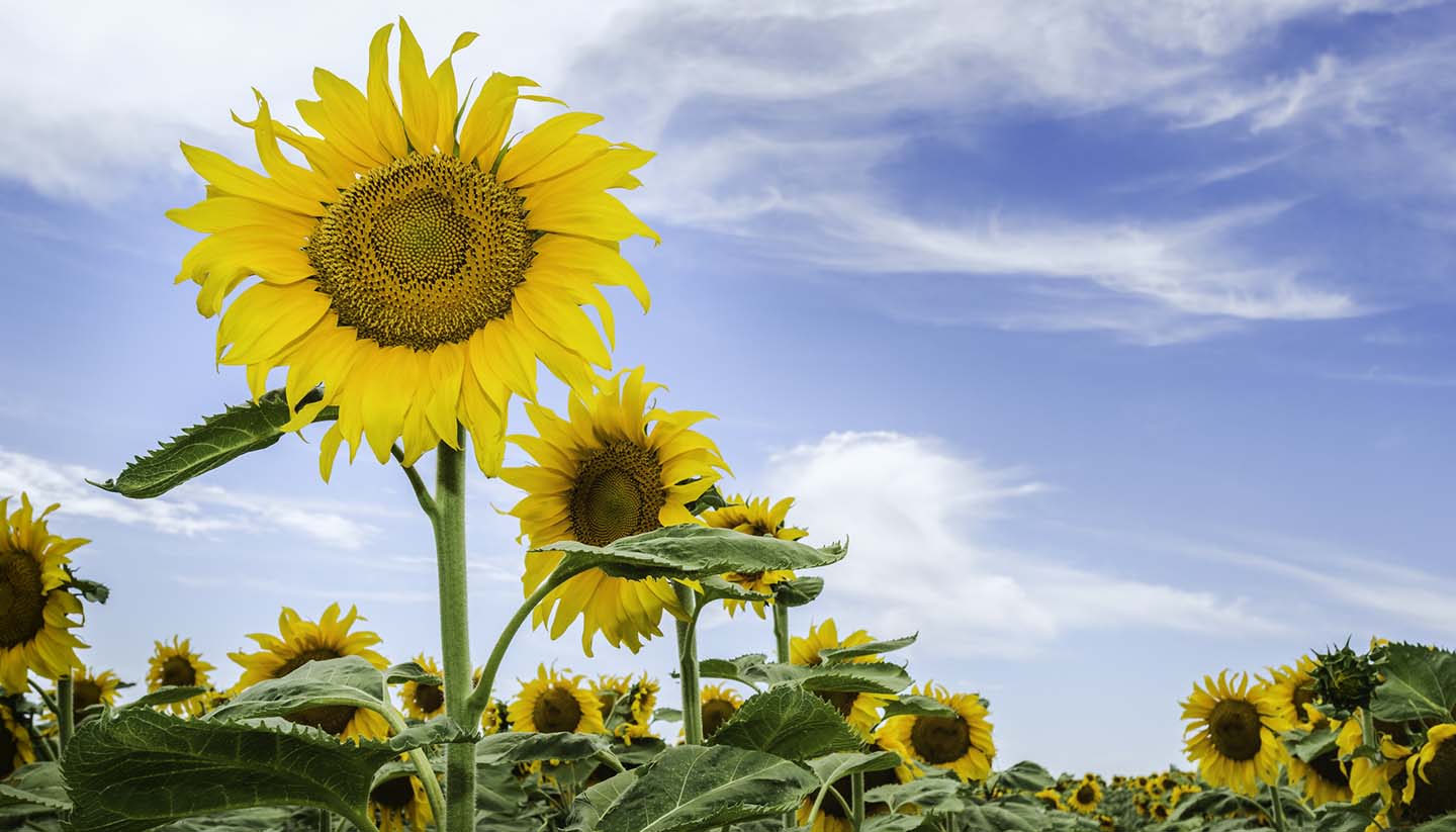 Nebraska - Sunflowers in bloom in late summer, Nebraska, USA.