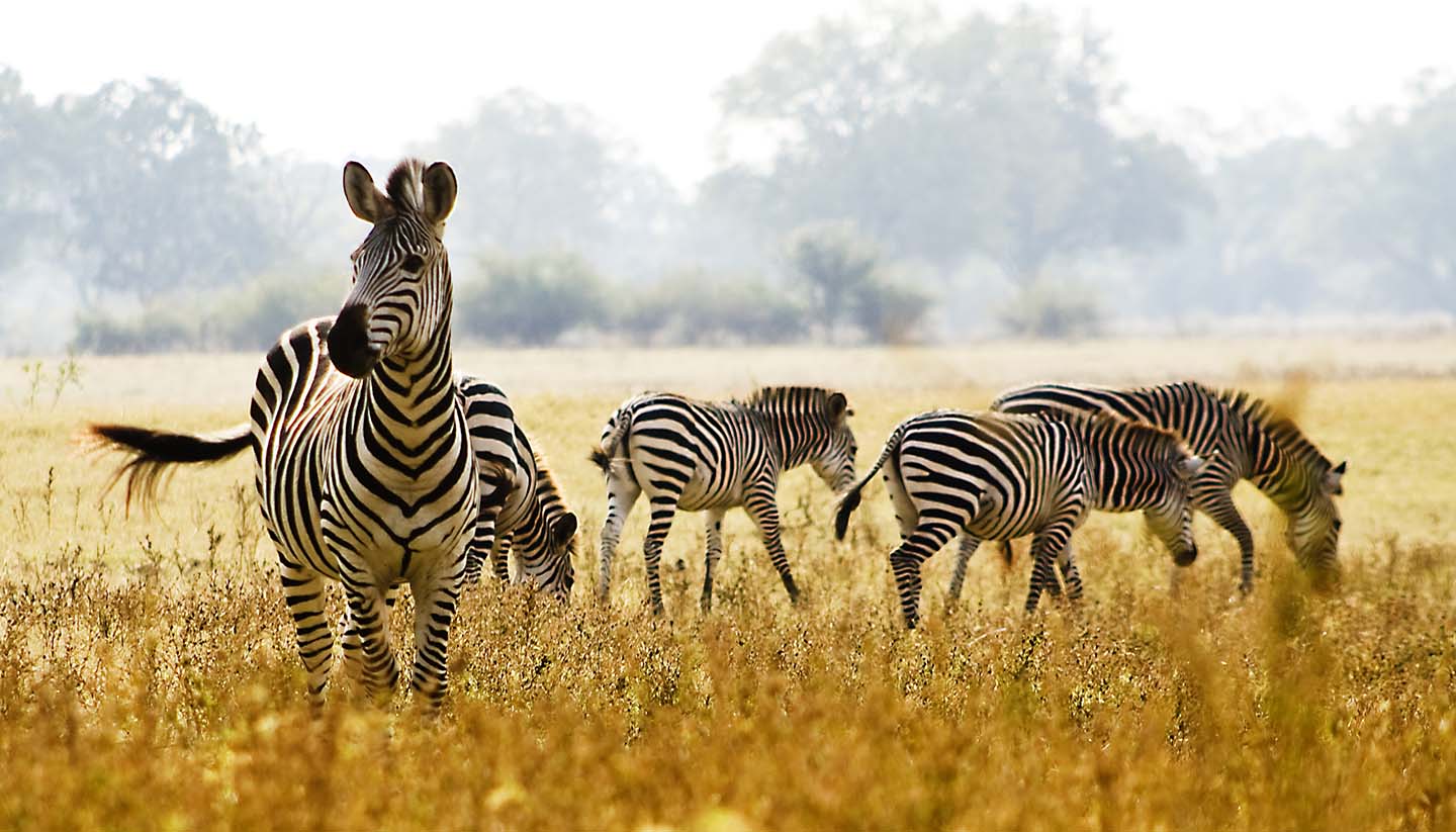 Sambia - Male Zebra Protecting his herd