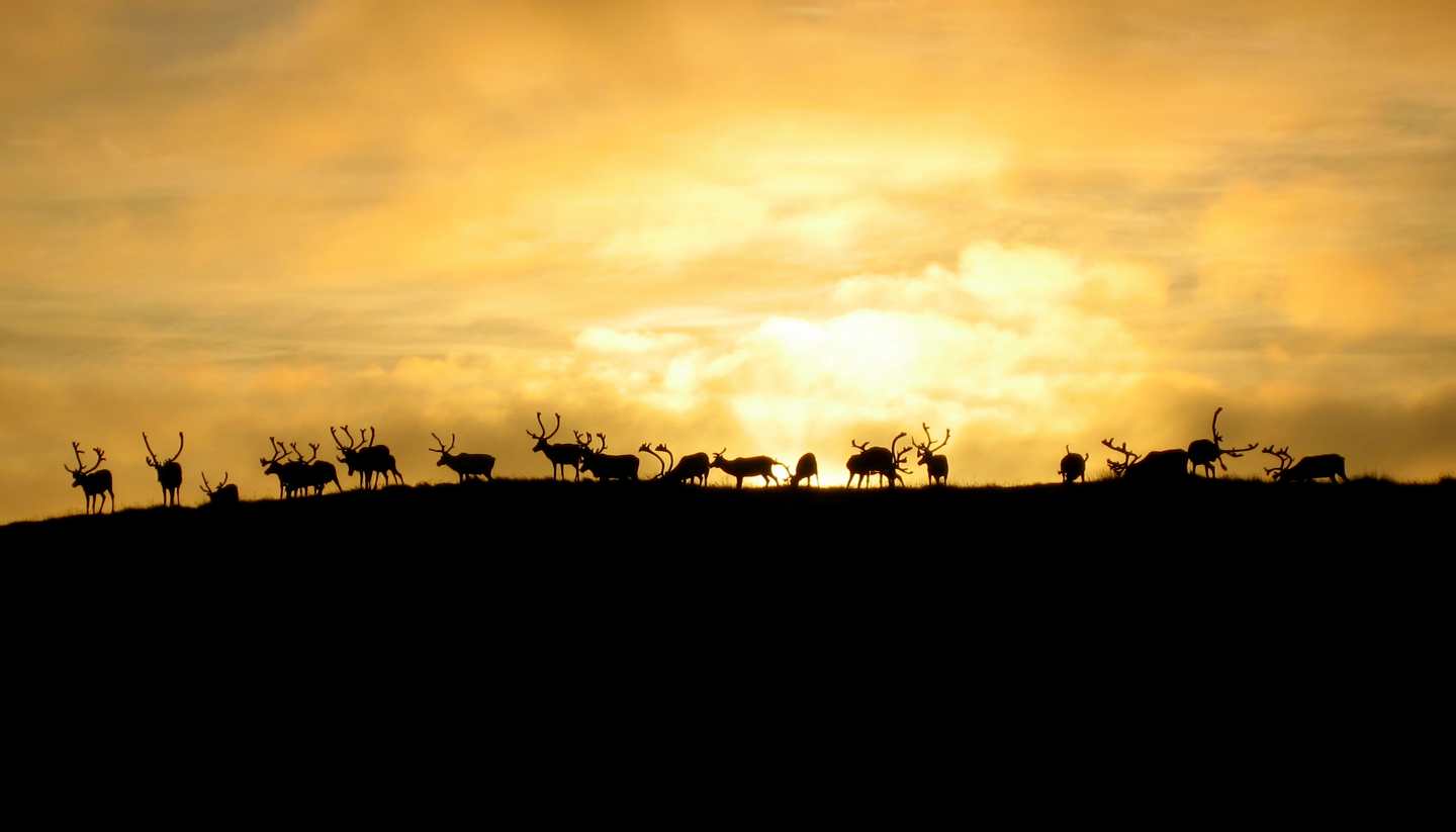 Norwegen - norways-nomads-life-sami-reindeer-herder