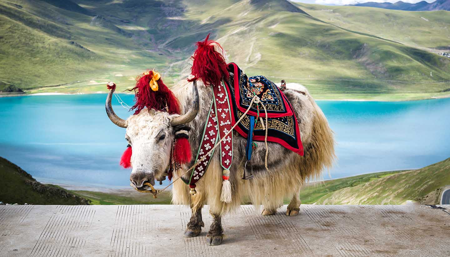 Tibet - shu-China-Tibet-WhiteYak-421115002-Vladimir-Zhoga-copy