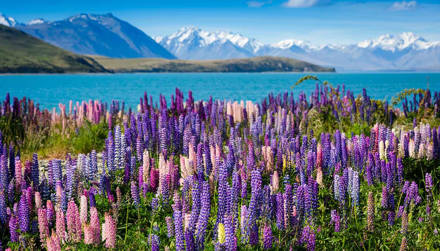 Neuseeland - shu-NewZealand-155246192-Olga-Danylenko-copy