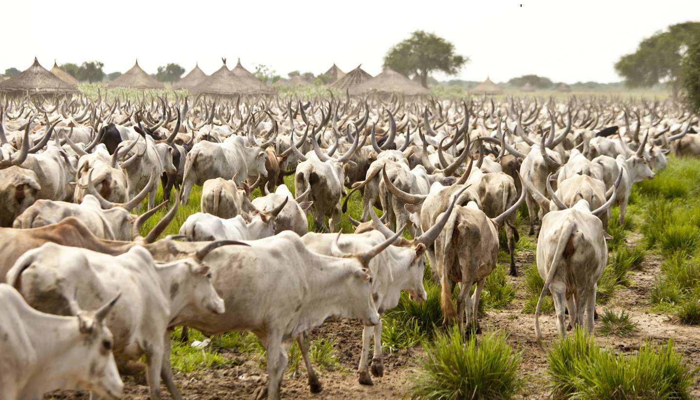 Südsudan - shu-SouthSudan-CattleDrive-109494698-John-Wollwerth-copy