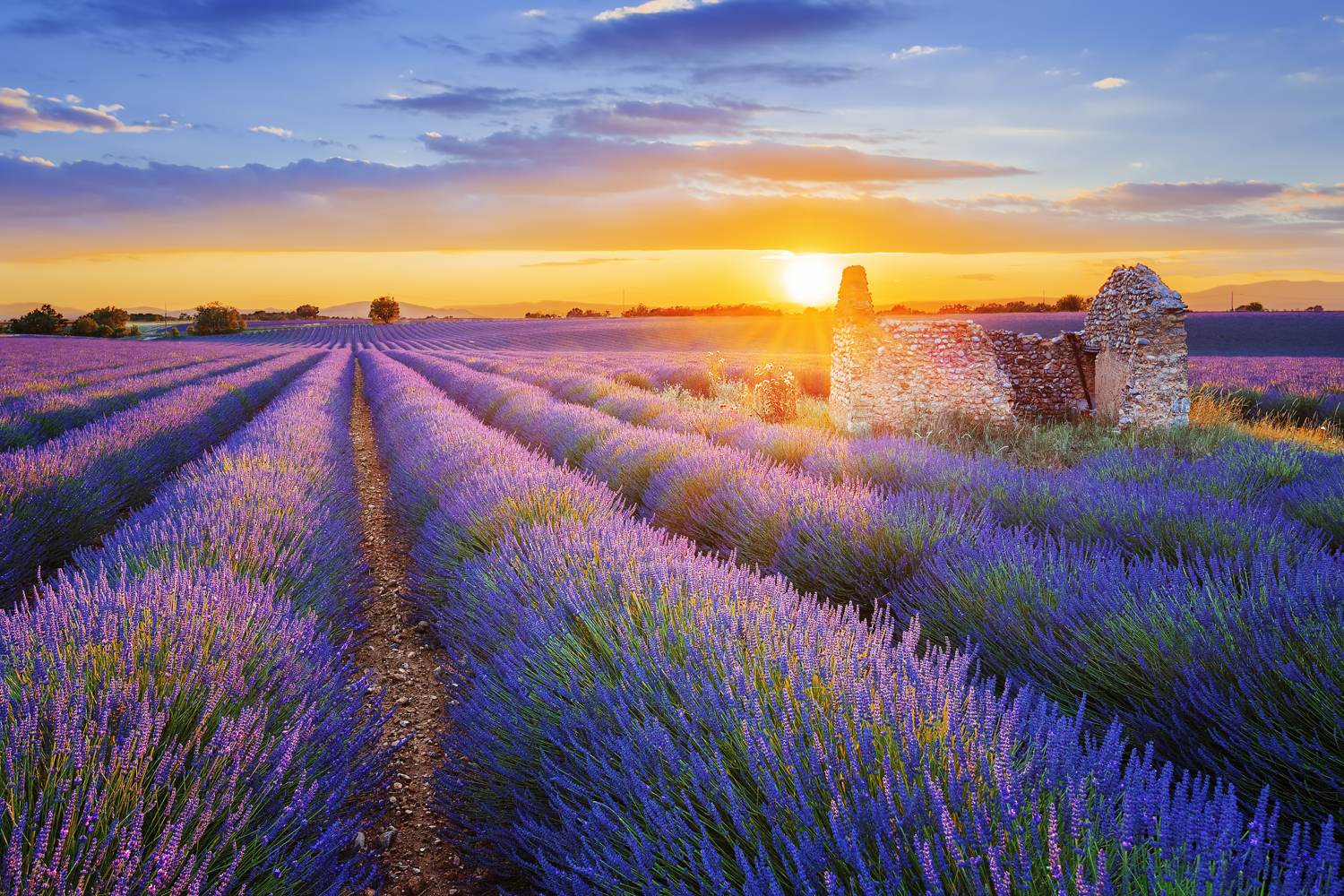 Sonnenuntergang über einem schönen lila Lavendelfeld in Valensole