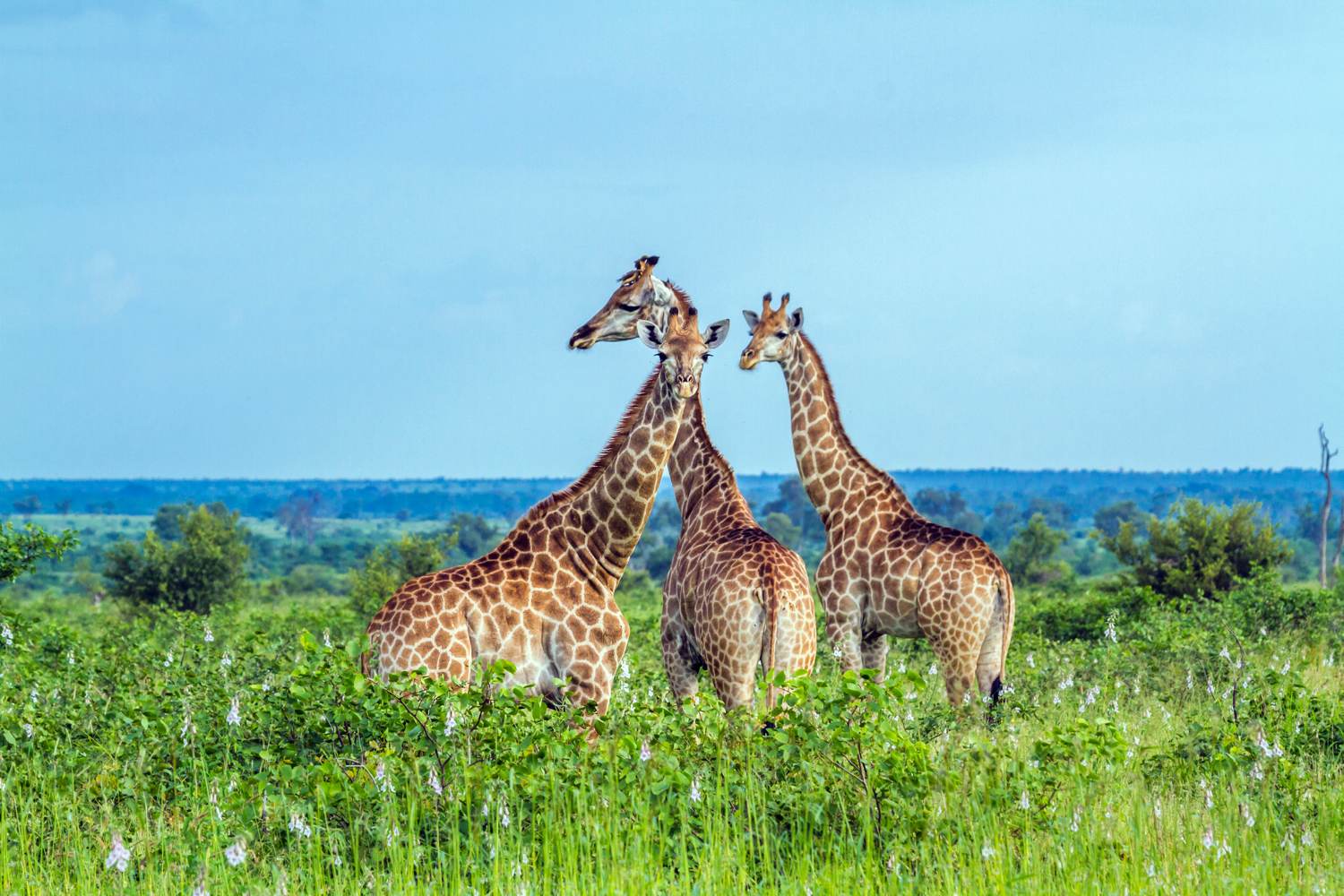 Giraffen im Kruger-Nationalpark in Südafrika