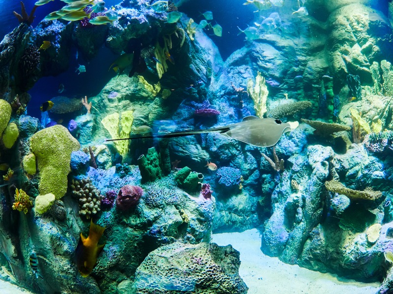 Ein Meeresaquarium im Loro Park