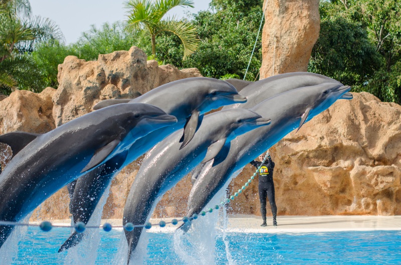 Beliebte Delfin-Show im Loro Park